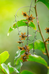 Rain forest is important in Thailand . It is habitat for wildlife