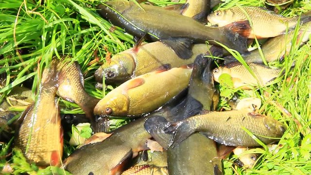 Caught tench and crucians on green grass. Successful fishing. Poaching
