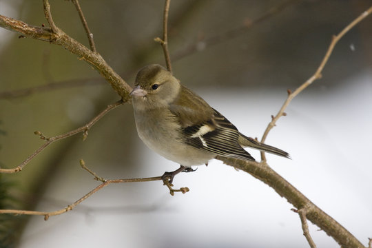 Buchfink sitzt auf Ast und h&auml;lt Ausschau