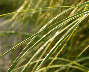 drops of dew on green grass