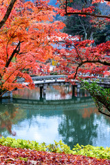 beautiful autumn color of Japan yellow, green and red maple leaves with colorful blured bokeh background in autumn season, Japan