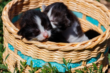 Small kittens in a basket on the green grass