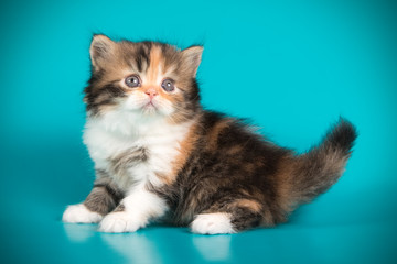 scottish straight longhair cat on colored backgrounds