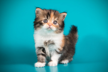 scottish straight longhair cat on colored backgrounds