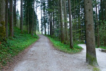 Fototapeta na wymiar Straße im Wald