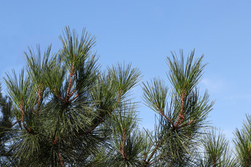 Pine tree with long bunched needles against a clear blue sky