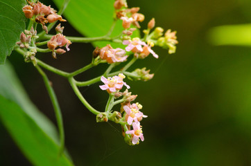 Rain forest is important in Thailand . It is habitat for wildlife