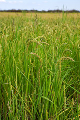 Italian rice fields in summeri