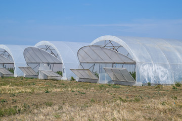 A group of greenhouses for growing tomatoes and cucumbers. Growing tomatoes in the greenhouse. Seedlings in the greenhouse. Growing of vegetables in greenhouses
