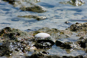 Shell in a Tidepool