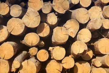 Background of firewood. Wooden background. Folded firewood