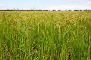 Italian rice fields in summer