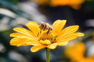 Bee on an Arnica blossom. Macro.