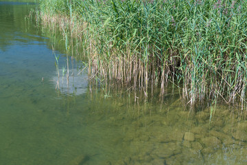 Seegras im See