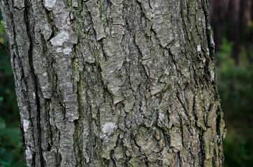 beautiful wooden background