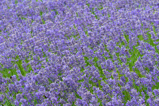 Fototapeta dense blue lavender flowers with flying bumblebees