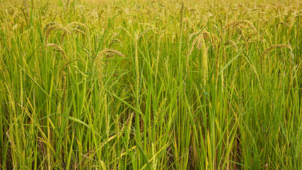 Italian rice fields in summer