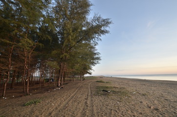 Pine tree during sunrise at Senok Beach, Kelantan, Malaysia