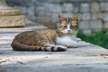 A cat lying on a stone wall