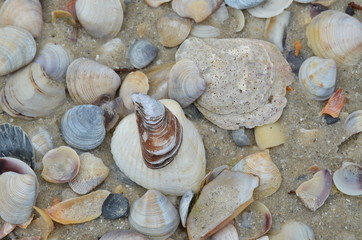 sea vacation beach shells