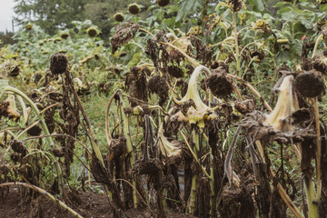 夏の終わり、ひまわり