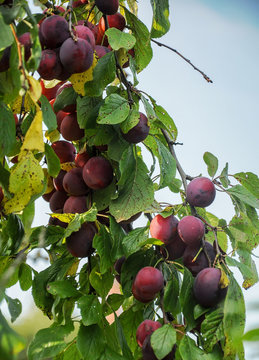 Branch with ripe red plums in the suburban area.