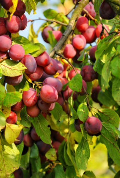 Branch with ripe red plums in the suburban area.