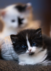 cute baby kittens