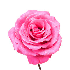 Pink rose on white.