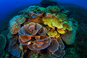 Tropical Reef with Hard Corals, Losin, Thailand