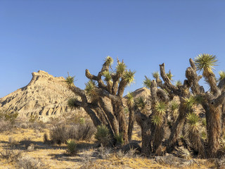 Fototapeta na wymiar Mojave Desert California, Redrock Canyon, Canyon, Desert, California, Desert California