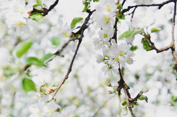 beautiful forest flowers