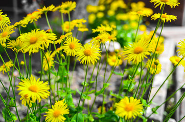 beautiful forest flowers
