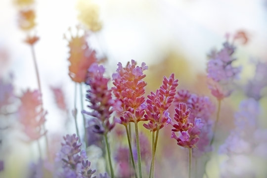 Beautiful lavender flower in flower garden