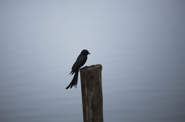 Black Drongo, little black bird resting on a stump nearby lake. 