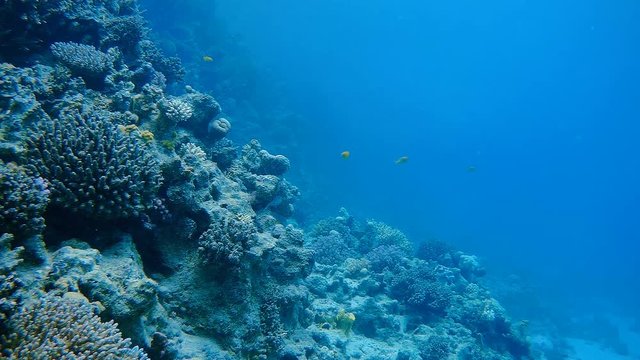 Coral fishes (Pomacentrus sulfureus - Sulphur damsel ) swims over the coral reef slope