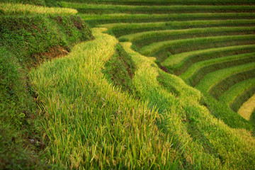 Rice fields on terraced of Mu Cang Chai, YenBai, Vietnam. Rice fields prepare the harvest at Northwest Vietnam