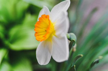 flowers in the park