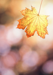 Maple leaf close-up on blurred background