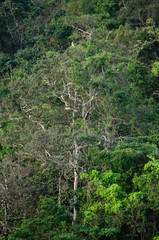 Rain forest is important in Thailand . It is habitat for wildlife