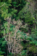 Rain forest is important in Thailand . It is habitat for wildlife