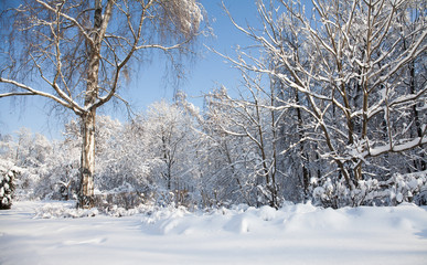 Big birch tree with snow covered branches, beautiful winter forest landscape, cold january sunny day. Blue sky background.
