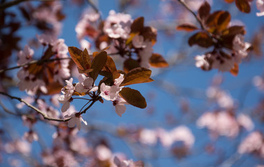 A branch of pink cherry blossom in spring with  blurred background