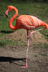 bright flamingo stands on one leg
