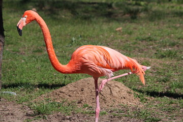 bright flamingo stands on one leg