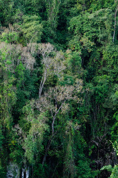 Fototapeta Rain forest is important in Thailand . It is habitat for wildlife