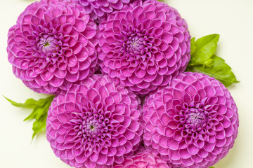 Dahlia ball-barbarry with green leaves and buds - top view on pink bright summer flower on pastel background.