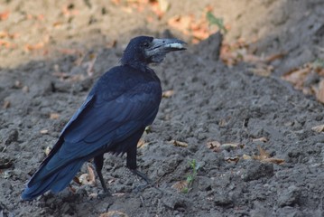 A black bird keeps its food in its beak.