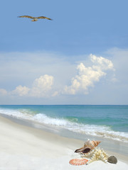 Sea Shells on a Beautiful White Sand Beach as a Osprey Flies Overhead