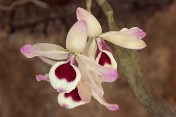 Orqu&iacute;dea florindo no meu jardim.